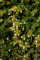 Berggamander; Mountain Germander; Teucrium montanum