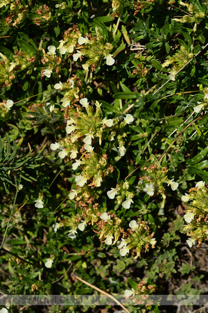 Berggamander; Mountain Germander; Teucrium montanum