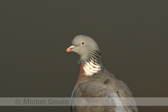 Houtduif; Wood Pigeon; Columba palumbus