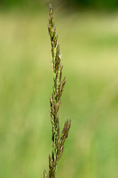 Duinriet; Wood Small-reed; Calamagrostis epigeios