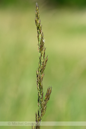 Duinriet; Wood Small-reed; Calamagrostis epigeios