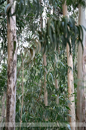 Tasmanian blugum; Eucalyptus glubulus