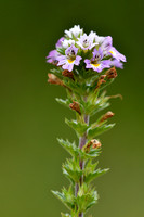 Vierrijige ogentroost; Irish Eyebright; Euphrasia tetraquetra