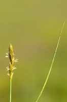 Hazenzegge; Oval sedge; Carex ovalis