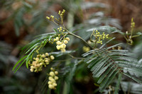 Leucaena