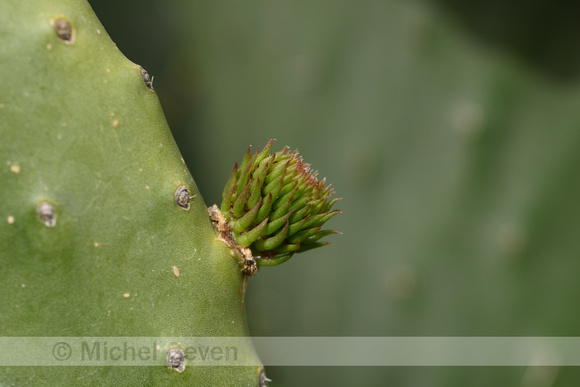 Schijfcactus; Tuna; Opuntia ficus-indica