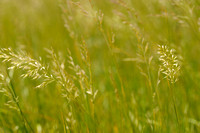 Goudhaver; Yellow oat-grass; Trisetum flavescens;