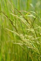 Zandstruisgras - Brown Bent - Agrostis vinealis