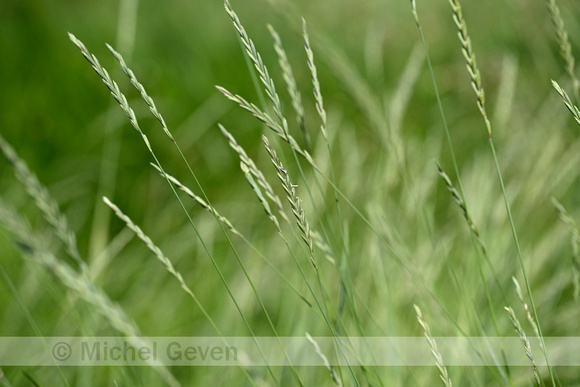 Veldkweek; Elymus campestris; subsp. campestris