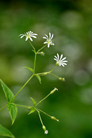 Bosmuur - Wood stitchwort - Stellaria nemorum