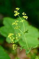 Slanke Vrouwenmantel; Shining lady's-Mantle; Alchemilla micans