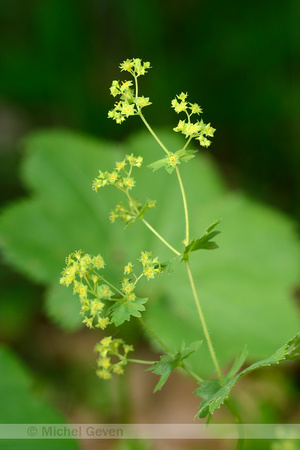 Slanke Vrouwenmantel; Shining lady's-Mantle; Alchemilla micans