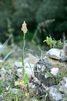 Rumex thyrsoides