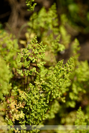 Jersey Fern; Anogramma leptophylla