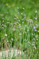 Boreal alopecurus