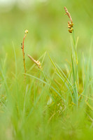 Blauwe Zegge;Carnation sedge; Carex panicea;