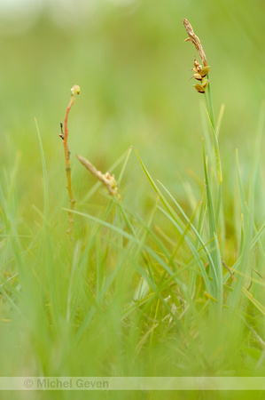 Blauwe Zegge;Carnation sedge; Carex panicea;
