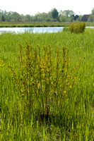 Koningsvaren; Royal Fern; Osmunda regalis