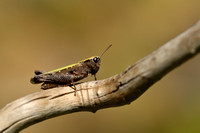 Zwart wekkertje; Woodland Grasshopper; Omocestus rufipes