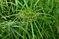 Parapluplant - Umbrella plant - Cyperus involucratus