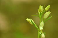 Bleek bosvogeltje - White helleborine -  Cephalanthera damasonium