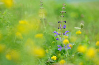 Veldsalie;Meadow Clary;Salvia pratensis