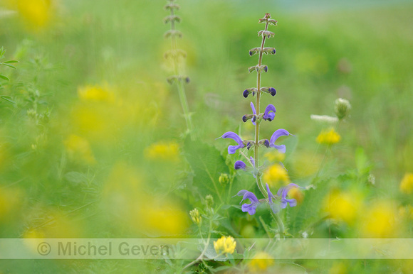 Veldsalie;Meadow Clary;Salvia pratensis