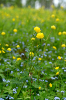 Europese Trollius; Globeflower; Trollius europaeus