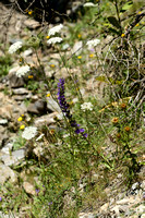 Campanula spicata