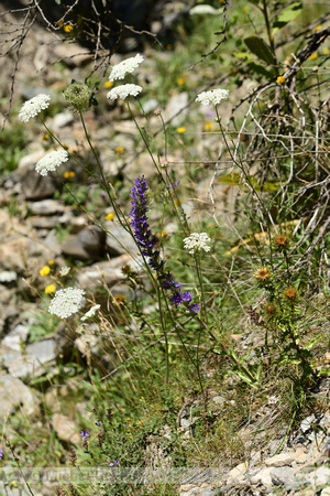 Campanula spicata