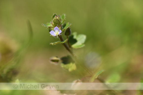 Klimopereprijs; Ivy-leaved Speedwell; Veronica hederifolia