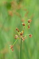 Mattenbies; Common Club-rush; Schoenoplectus lacustris