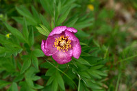 Pioenroos; Garden Peony; Paeonia officinalis