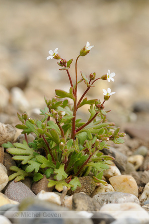 Kandelaartje; Rue-leaved saxifrage; Saxifraga tridactylites