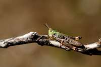 Witkoptandsprinkhaan; White-headed Toothed Grasshopper