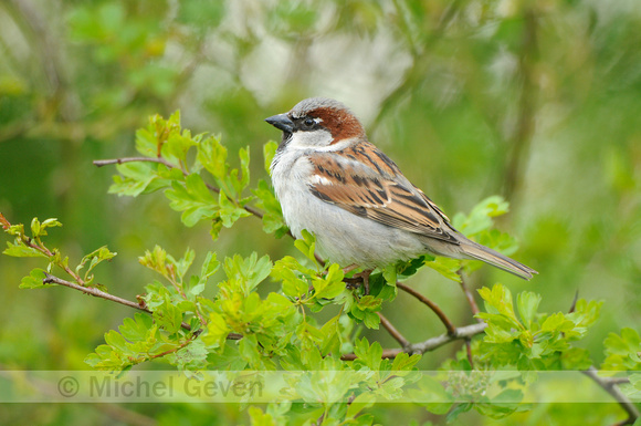 Huismus; House Sparrow; Passer domesticus