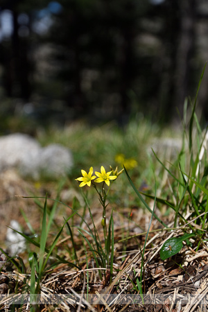 Gagea soleirolii