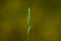 Crucianella latifolia