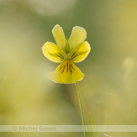 Zinkviooltje; Mountain Pansy; Viola lutea subsp. calaminaria