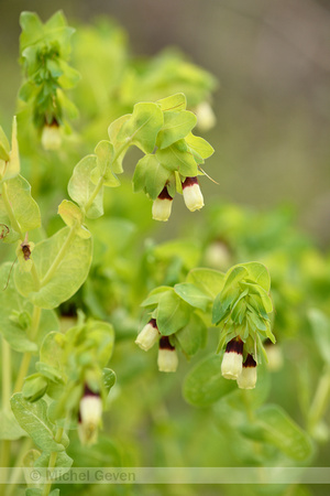 Grote wasbloem; Greater Honeywort; Cerinthe major