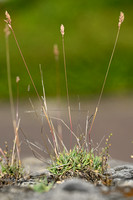 Baden's bluegrass; Poa badensis