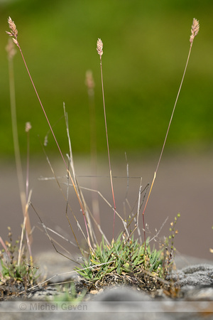 Baden's bluegrass; Poa badensis