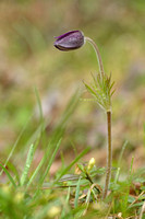 Mountain Pasque Flower; Pulsatilla montana