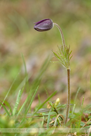 Mountain Pasque Flower; Pulsatilla montana