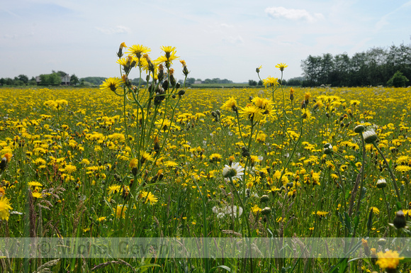 Groot Streepzaad; Rough Hawk's-beard; Crepis biennis