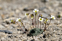 Saxifraga valdensis