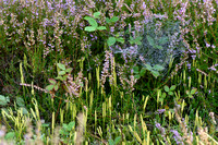 Grote wolfsklauw; Stag's-Horn clubmoss; Lycopodium clavatum