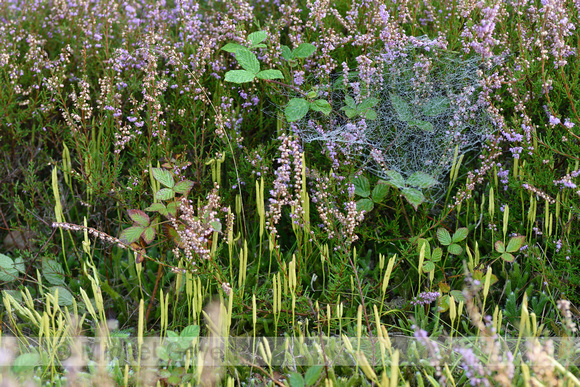 Grote wolfsklauw; Stag's-Horn clubmoss; Lycopodium clavatum