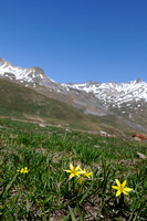 Alpengeelster; Gagea fragifera; Mountain Gagea