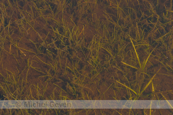 Kleine biesvaren; Spiny-spored Quillwort; Isoëtes echinospora